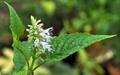 Patchouli 